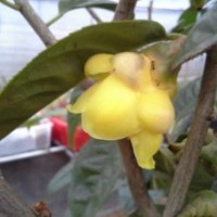 各種苗木南方紅豆杉，曼地亞紅豆杉，狀元紅桂，朱砂桂，浙江金球