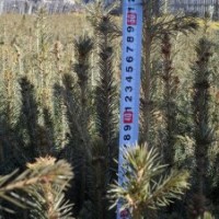 急售 油松 樟子松 長白落葉換床苗