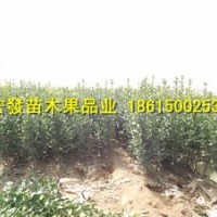 求優(yōu)質(zhì)苗木到宏發(fā)苗木果品業(yè)宏發(fā)苗木售優(yōu)質(zhì)大葉黃楊苗