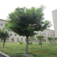 緑化苗木批發(fā)國槐苗國槐樹苗國槐小苗家槐樹苗園林緑化苗