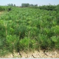 直銷兩年生黑松小苗