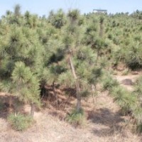 長期低價供應黑松小苗 油松小苗 60公分高
