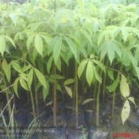 美麗異木棉，大幅木棉，花棋木，楓鈴木