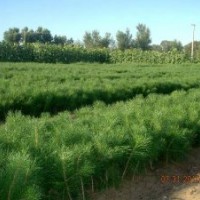 供應(yīng)莒南40、50、60油松苗