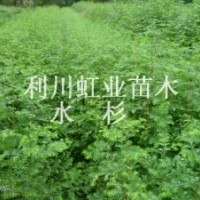供應(yīng)利川水杉樹苗水杉種子水杉小苗