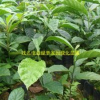 供應(yīng)珍稀樹苗紅桂木，狗果樹，白桂木，大葉胭脂小苗