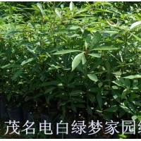 供應(yīng)金絲楠小苗，楨楠小苗