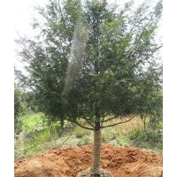 紅豆沙小苗[長沙跳馬]湖南紅豆杉小苗