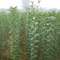 大葉女貞小苗，大葉女貞苗價(jià)格價(jià)格，大葉女貞苗