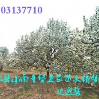 八棱海棠樹特價優(yōu)惠中?？靵頁屬彴?/></a>
<div><a href=