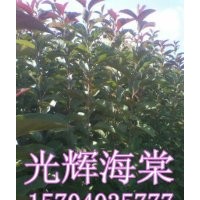 急售光輝海棠-河北光輝海棠