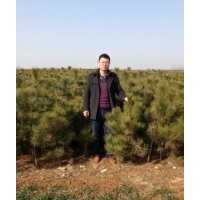 2013黑松苗20公分供應