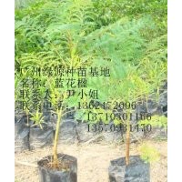 低價出售藍花楹綠化種苗