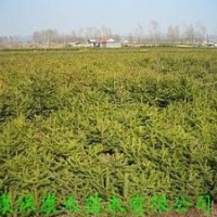 云杉小樹：六年生--株高:120-150cm70元/棵