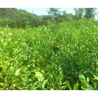 出售香櫞五角楓珍珠羅漢松種