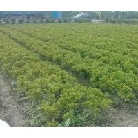 浙江蕭山花灌木基地8月價(jià)格 八角金盤(pán)