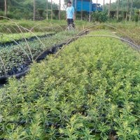 紅豆杉，紅豆杉小苗，紅豆杉價格，紅豆杉批發(fā)