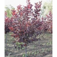 李子樹(shù)苗木