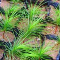 白皮松 國(guó)槐 油松 五角楓 白蠟 皂角苗 火炬