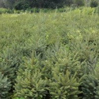 出售 云杉 樟子松 紅松 黑松