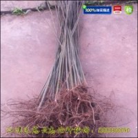 【香椿苗】大棚專用香椿苗|紅油香椿苗