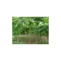 萬(wàn)畝毛白楊／１０７苗／國(guó)槐苗法桐苗白蠟苗椿樹(shù)苗柳樹(shù)榆樹(shù)苗合歡