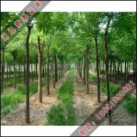 保證苗農(nóng)們的速生國槐小苗健康成長