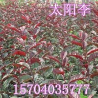 密枝紅葉李、求購密枝紅葉李