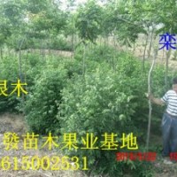 山東欒樹 龍柏2.5米