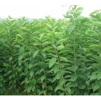 供應(yīng)2013綠化苗木白蠟,國(guó)槐,欒樹