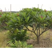 大量供應(yīng)雞蛋花