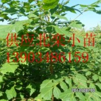 哪里賣北欒苗 北欒小苗種植技術(shù)價格