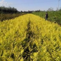 出售地接j金葉榆