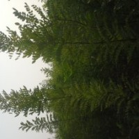 低價出售速生國槐苗