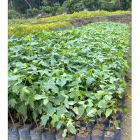 澳洲火焰木苗，澳洲火焰木樹苗，澳洲火焰木小苗