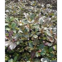 細(xì)葉欖仁苗，小葉欖仁樹苗，細(xì)葉欖仁樹苗