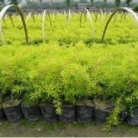 黃金香柳樹苗，黃金香柳苗，黃金香柳小苗