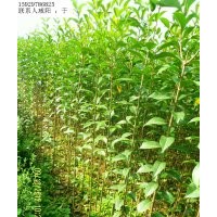 供應(yīng)大葉女貞苗1.5米起步/大葉女貞價(jià)格/陜西大葉女貞