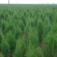 供應(yīng)各種苗木 側(cè)柏 種籽