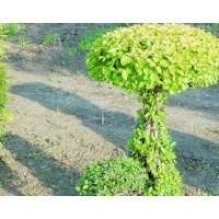 哪里的盆裝金葉榆成活率高