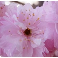 河北哪里出售大量的榆葉梅