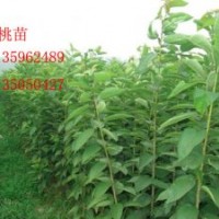 供應(yīng)國(guó)槐苗、核桃苗、刺槐苗、花椒苗 側(cè)柏等