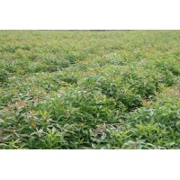 一年生籽播苗紅豆杉杜英楓香木荷香樟羅漢松香樟苗