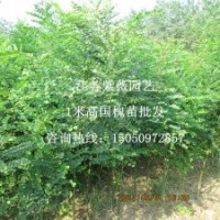 國槐苗國槐小苗國槐樹苗耐旱樹種苗庭院綠化苗木家槐苗