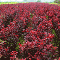 供應太陽李、紫葉稠李