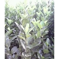 大葉黃楊球基地