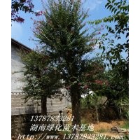 湖南紫薇，嫁接紫薇，瀏陽紫薇，特價批發(fā)