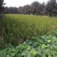 山東平邑縣低價(jià)處理自家種植杜仲、百日紅、山楂苗