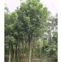 供應國槐6-8公分