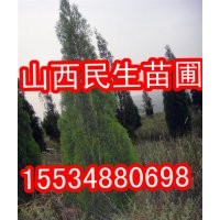 規(guī)格白皮松 油松 華山松 側(cè)柏 國槐